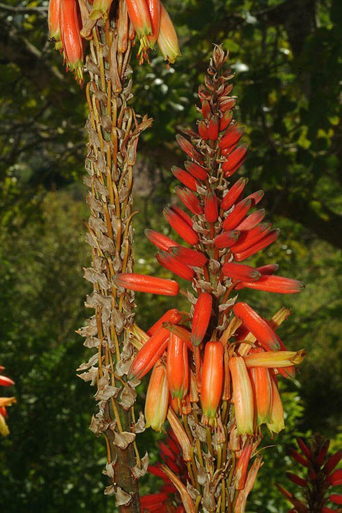 Aloe lutescens - אלווי מצהיב, אלווי מצהיב