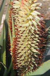 Aloe speciosa - Tilt-head Aloe, אלווי הדור, אלווי הדור