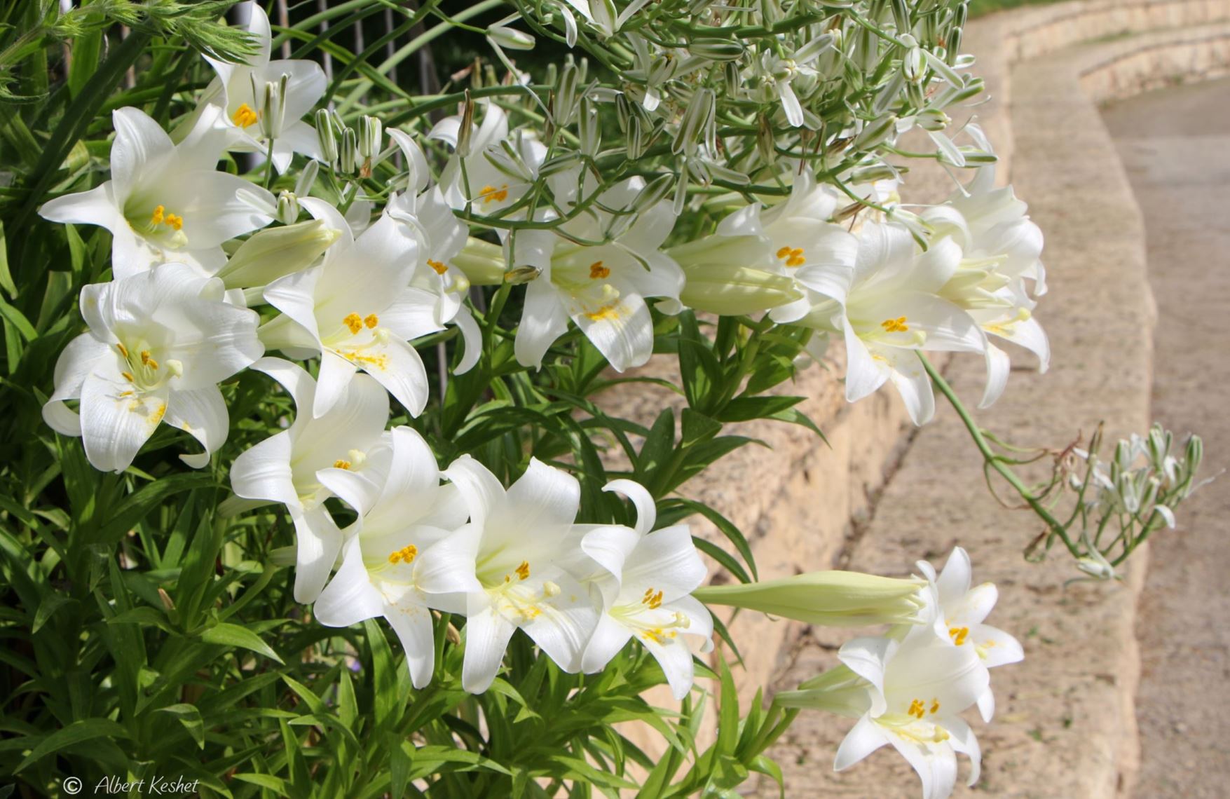 Lilium longiflorum - Easter Lily, November Lily, Sts. Joseph Lily, Bemuda Lily, שושן ארוך-פרחים, שושן ארוך-פרחים