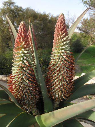 Aloe marlothii subsp. marlothii - אלווי מרלות, אלווי מרלות