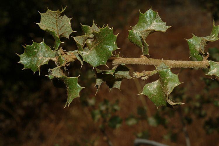 Quercus dumosa - Coastal Sage Scrub Oak, אלון מסועף, אלון מסועף, אלון שיחני