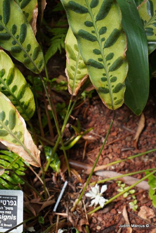 Goeppertia insignis - Rattlesnake Plant, Yellow Rattle Shaker , קלתיאה עכסנית, קלתאה מצוינת