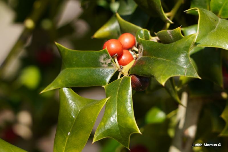 Ilex aquifolium - Common Holly, English Holly, European Holly, צינית קוצנית, צינית קוצנית