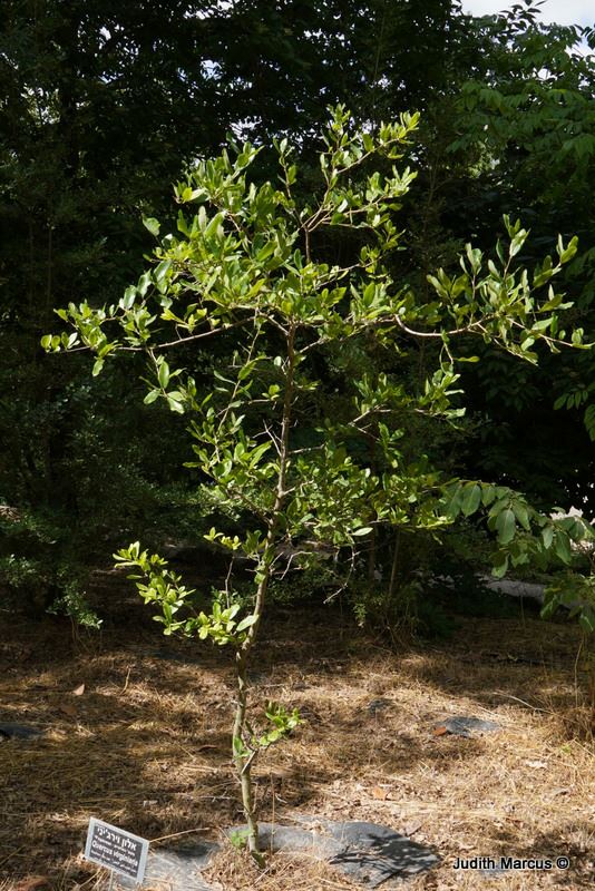 Quercus virginiana - Southern Live Oak, אלון וירג'יני, אלון וירג'יני