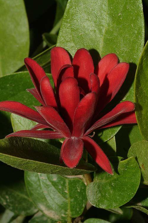 Calycanthus floridus var. laevigatus - Eastern Sweetshrub, קליקנתוס פרחוני, קליקנתוס פרחוני