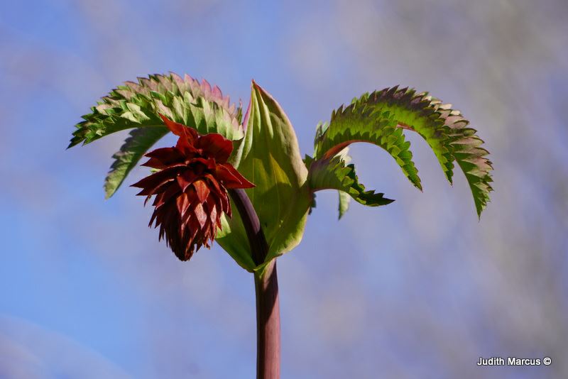 Melianthus major