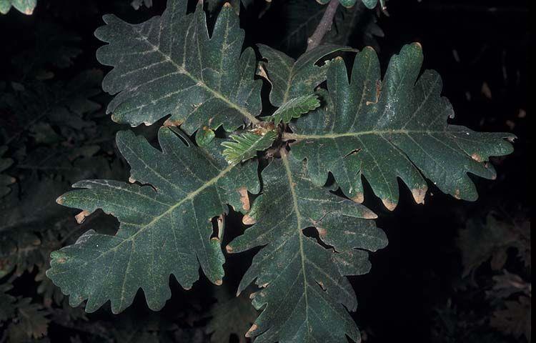 Quercus macranthera - Caucasian Oak, Persian Oak, אלון גדול-אבקנים, אלון גדול-אבקנים