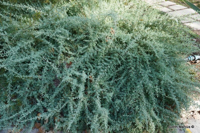 Rhagodia spinescens - Australian Saltbush, Creeping Saltbush, רגודיה קוצנית, רגודיה קוצנית