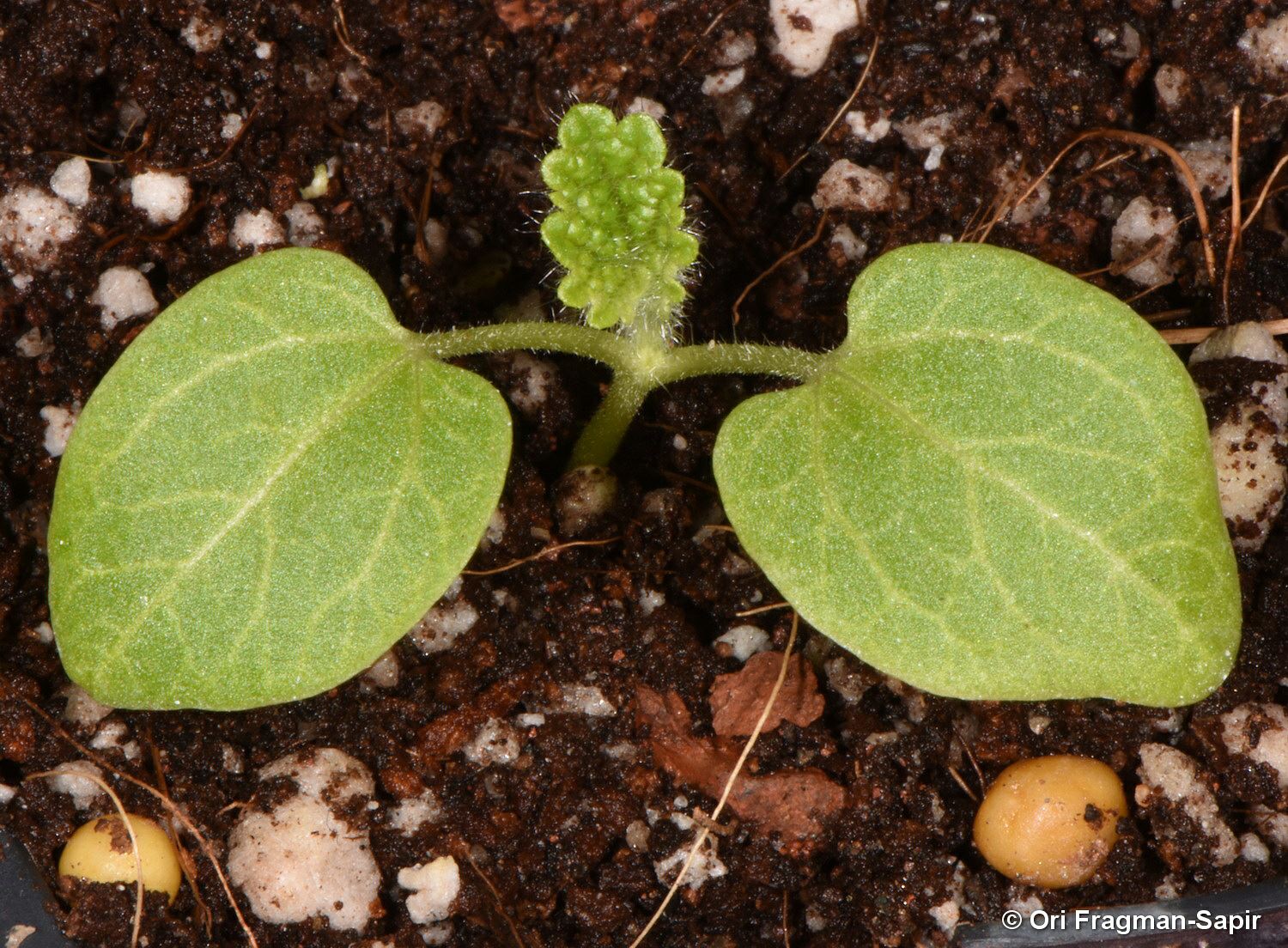 Alcea rugosa