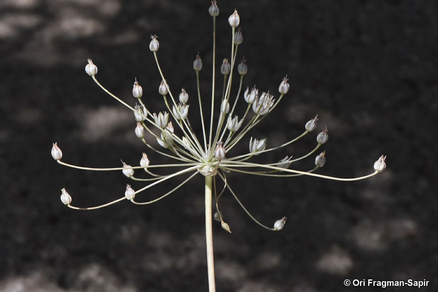 Allium sindjarense - שום המדבר, שום המדבר