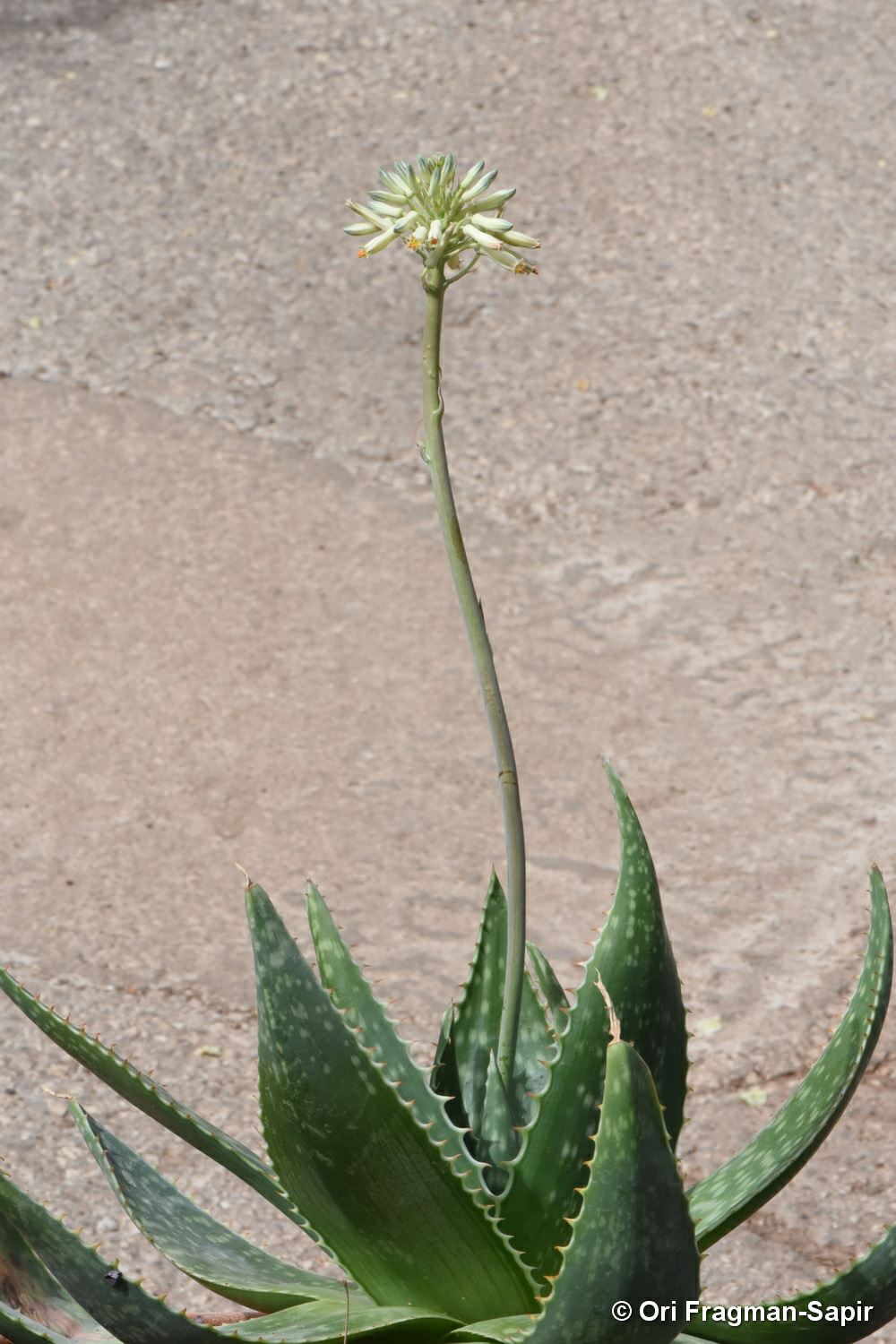 Aloe prinslooi