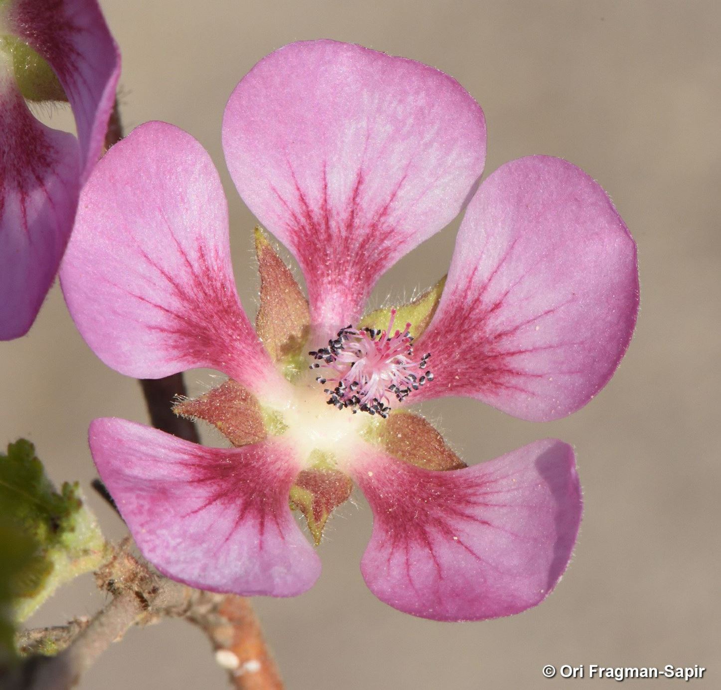 Anisodontea scabrosa - Pink Mallow, שנויית מחוספסת
