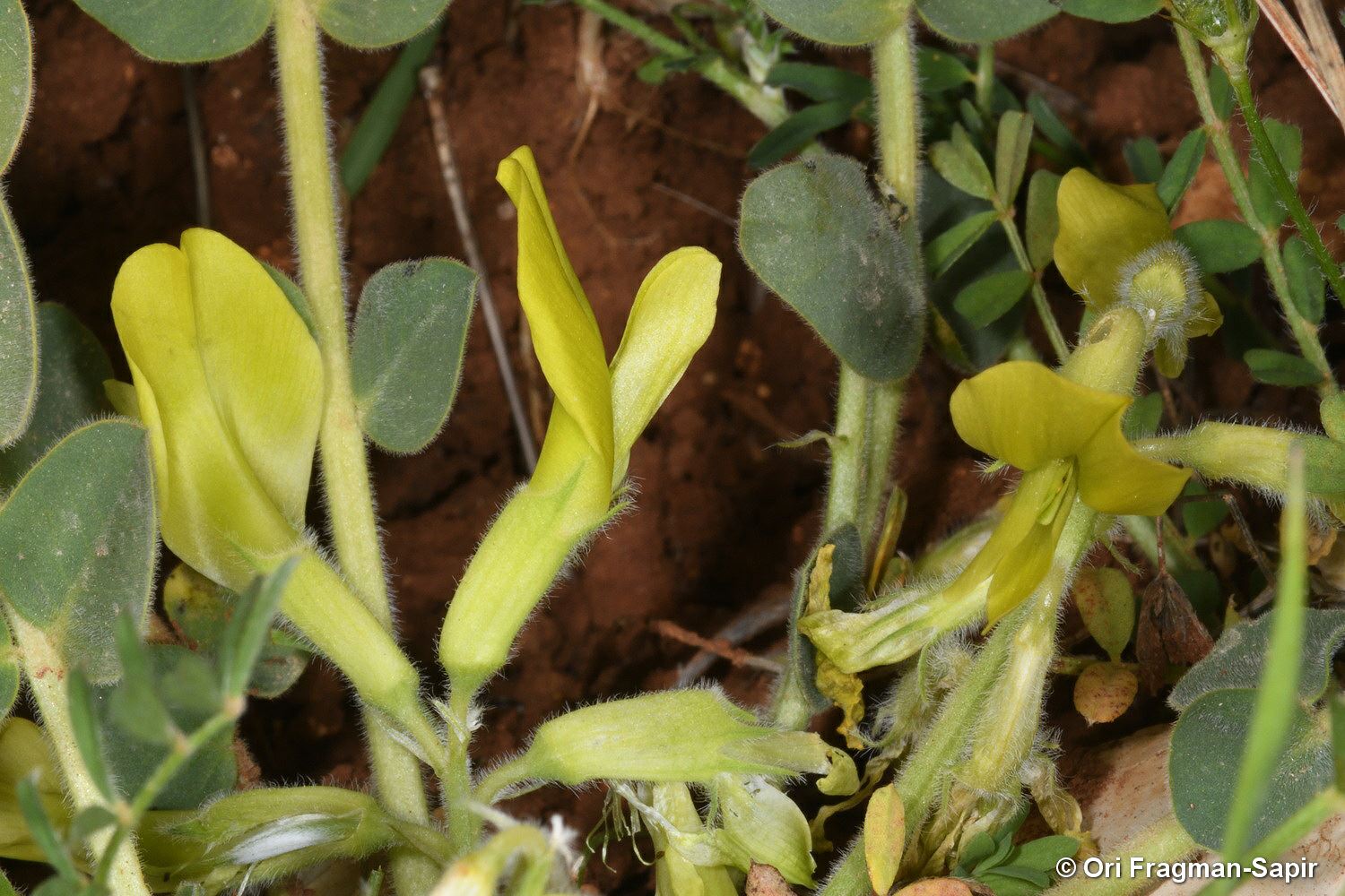 Astragalus brachystachys - קדד קצר-שיבולת, קדד  קצר-שיבולת
