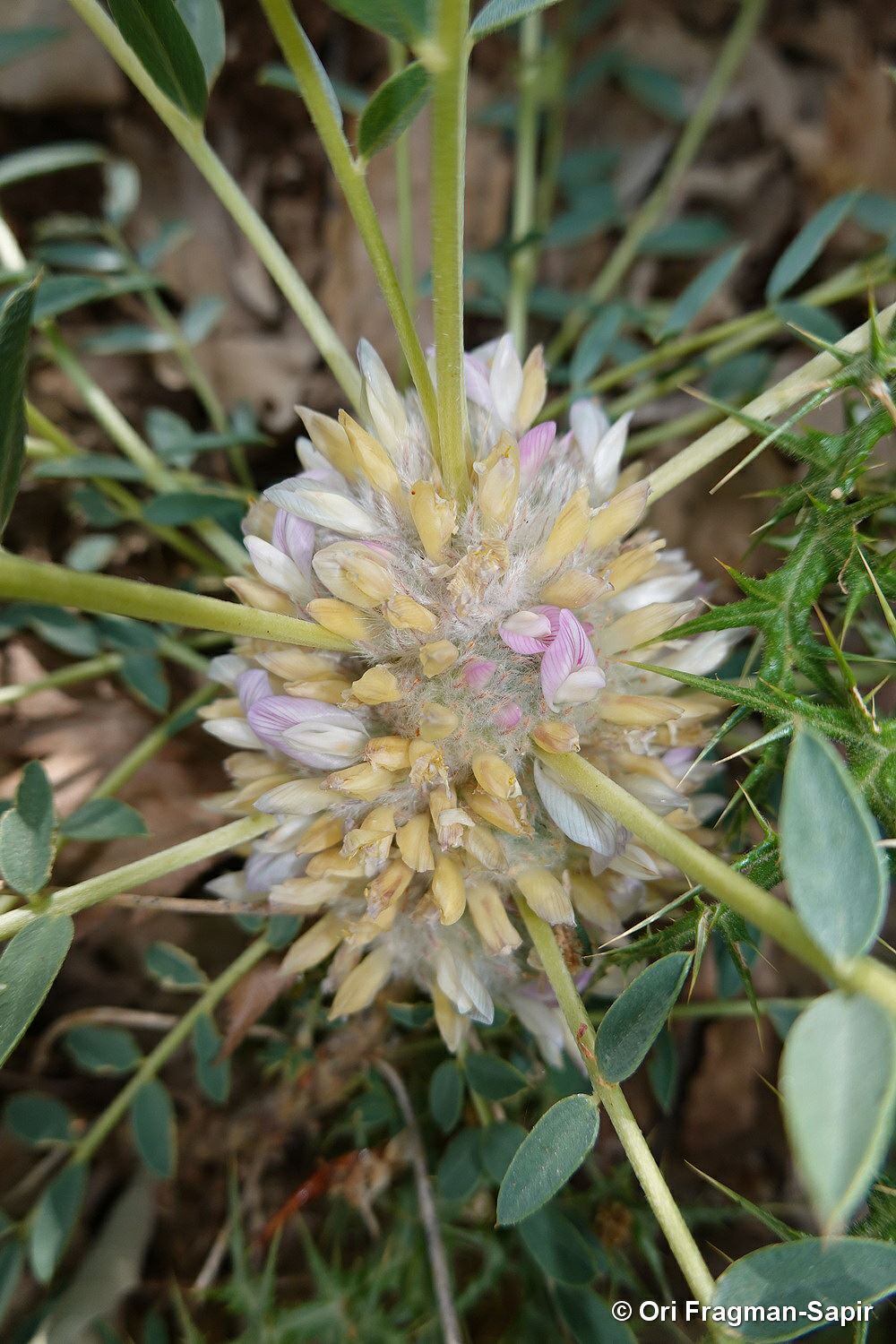 Astragalus deinacanthus - Dangerous-spined Milk-vetch, קדד קוצני, קדד  קוצני