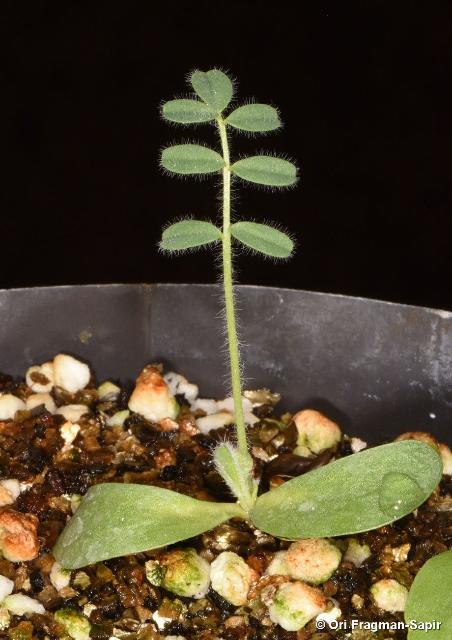 Astragalus pinetorum - Pinewood Milk-vetch, קדד  האורנים, קדד  האורנים