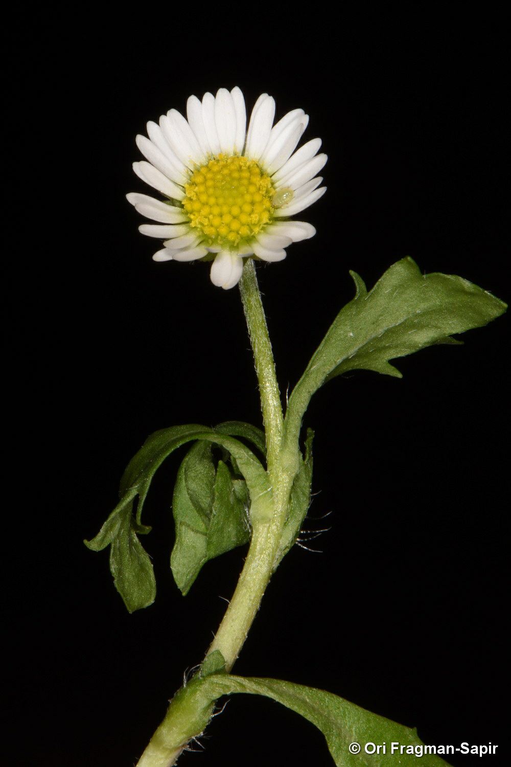 Bellis annua - Annual Daisy, חיננית חד-שנתית, חיננית חד-שנתית