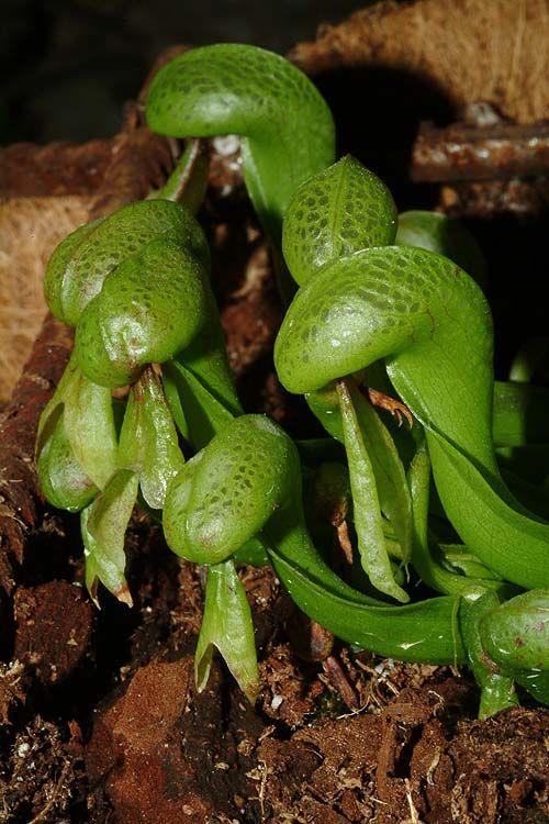 Darlingtonia californica - California Pitcher plant, Cobra Lily, Cobra Plant