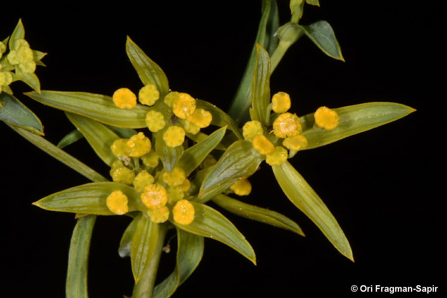 Bupleurum brevicaule