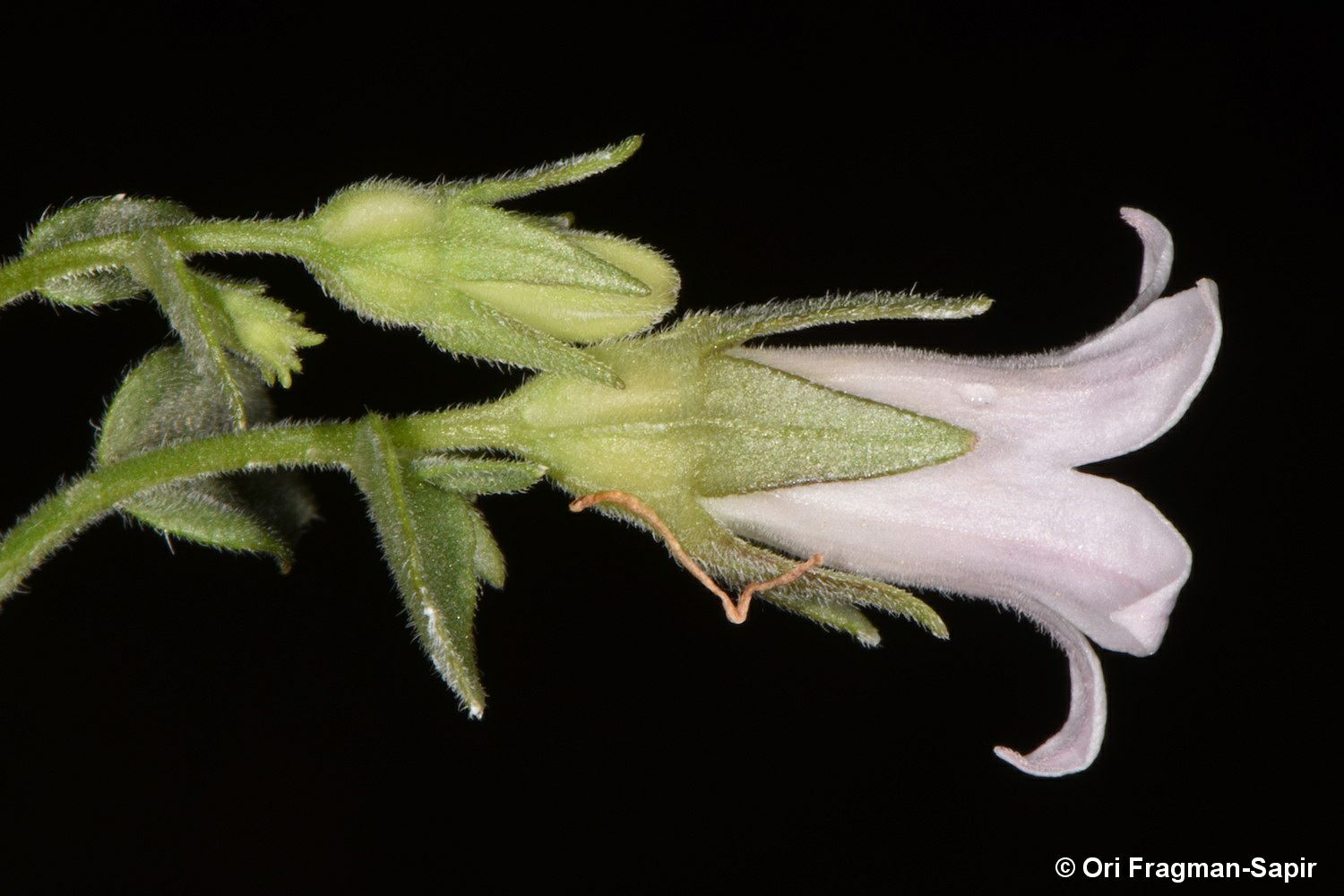 Campanula damascena