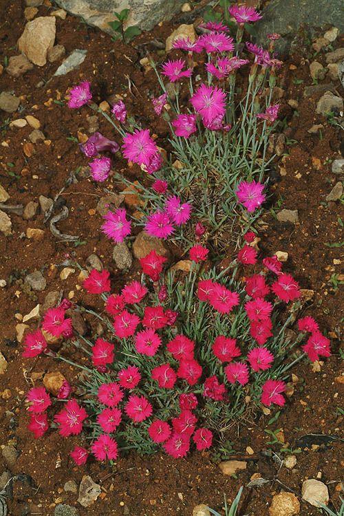 Dianthus petraeus - Snowflake Garden Pink