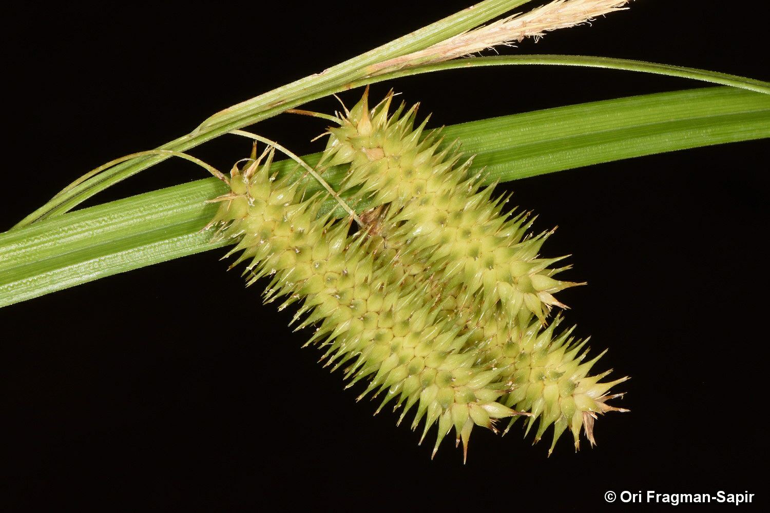 Carex pseudocyperus