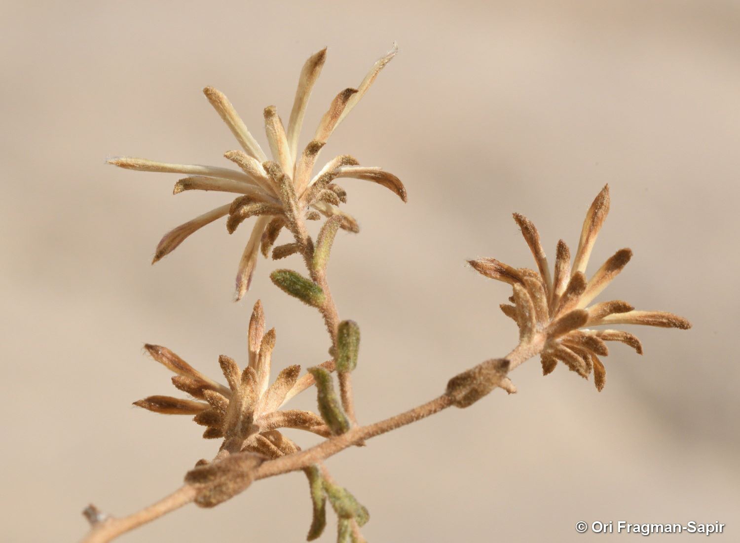 Chiliadenus montanus