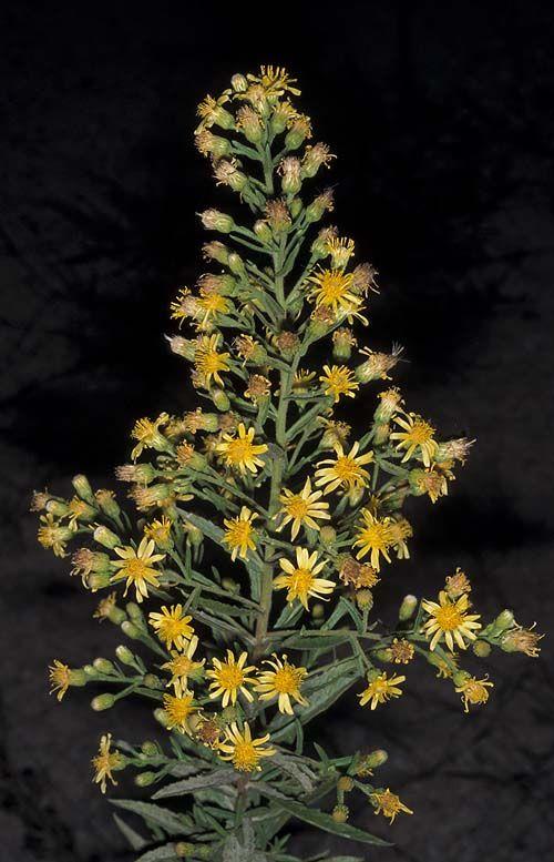 Dittrichia viscosa - False Yellowhead, Sticky Fleabane, Woody Fleabane, Yellow Fleabane. Clammy Inula, טיון דביק