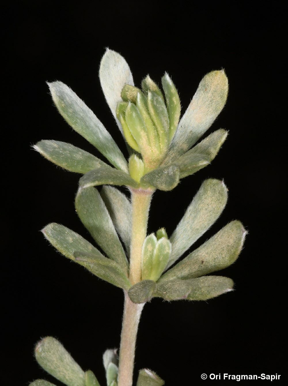 Cytisopsis pseudocytisus - אכסף מבריק, אכסף מבריק