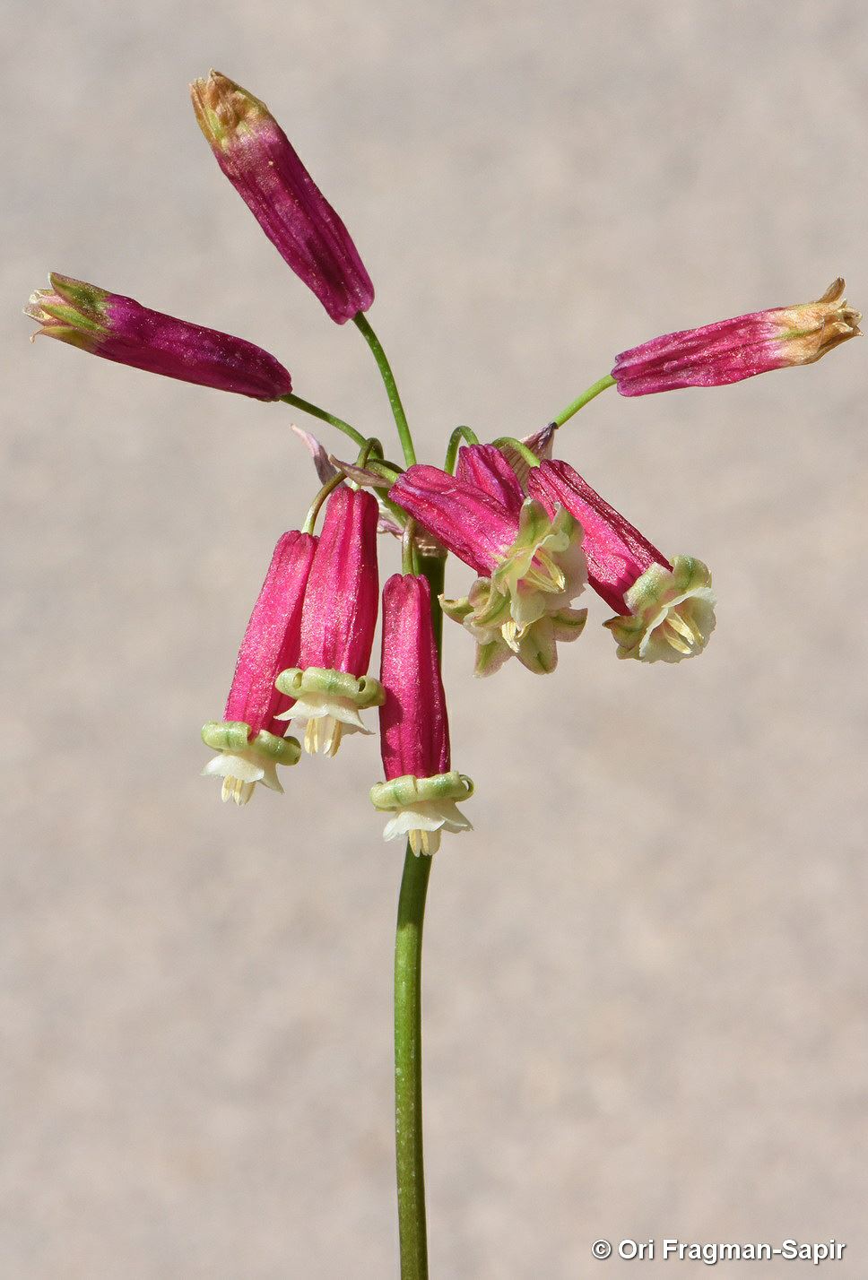 Dichelostemma ida-maia - Firecracker Flower, דיכלוסטמה אידה-מאיה, דיכלוסטמה אידה-מאיה