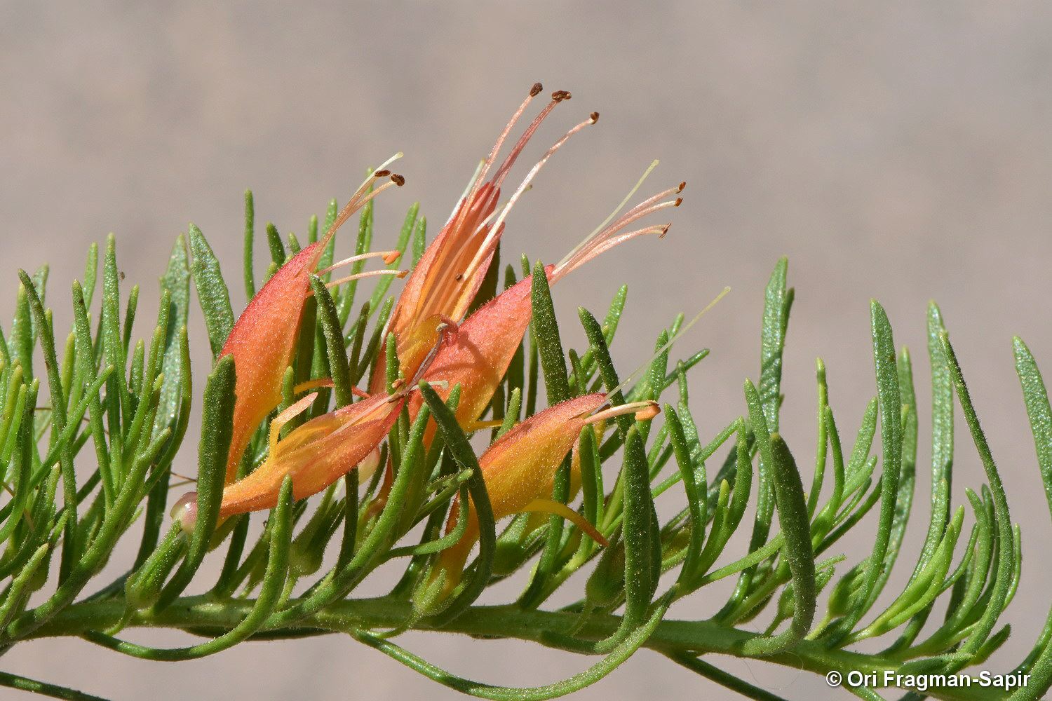 Eremophila subteretifolia - Lake King Eremophila, ישימונית אשונה, ישימונית אשונה
