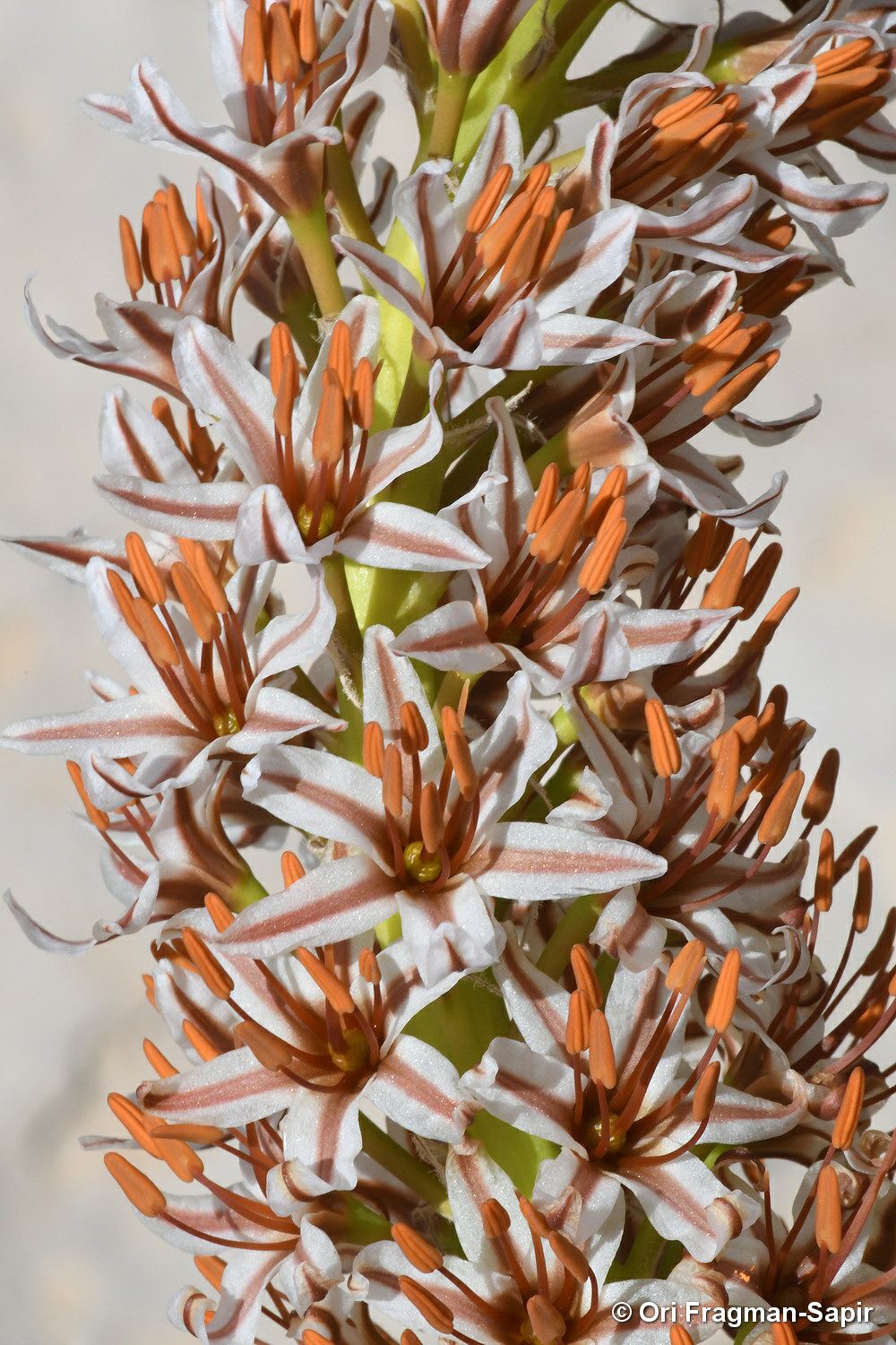 Eremurus spectabilis - Lebanon Foxtail Lily, Lebanon Desert Candle, Spectacular Foxtail-lily, עריר הלבנון, עריר הלבנון