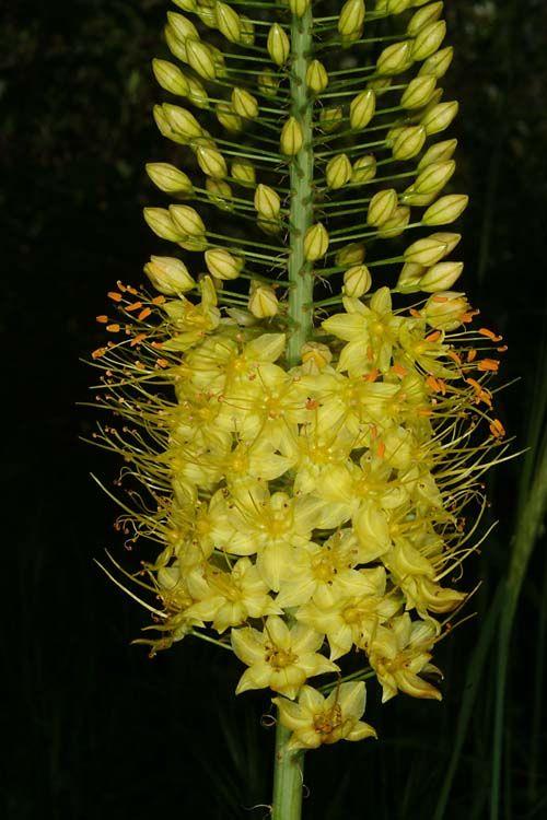 Eremurus stenophyllus var. bungei - Foxtail Lily, Desert Candle, עריר צר-עלים, עריר צר-עלים