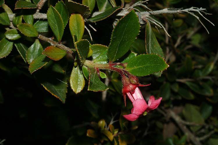 Escallonia rubra var. macrantha - Red Claws, אסקלוניה אדומה, אסקלוניה אדומה