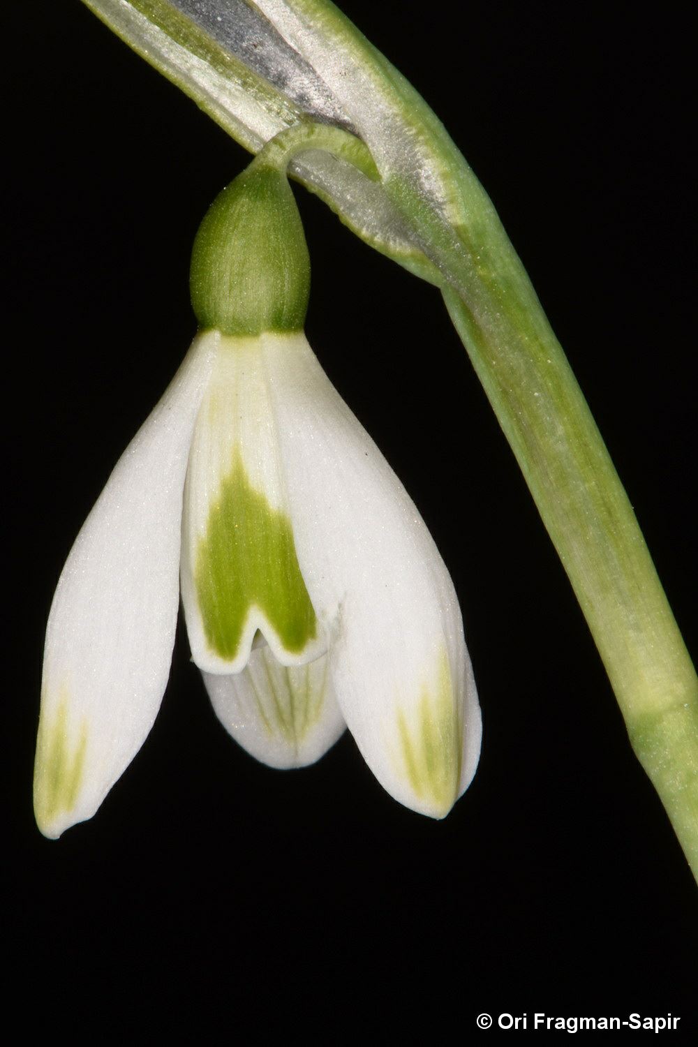 Galanthus plicatus - Crimean Snowdrop, פתיתי-שלג קְרים