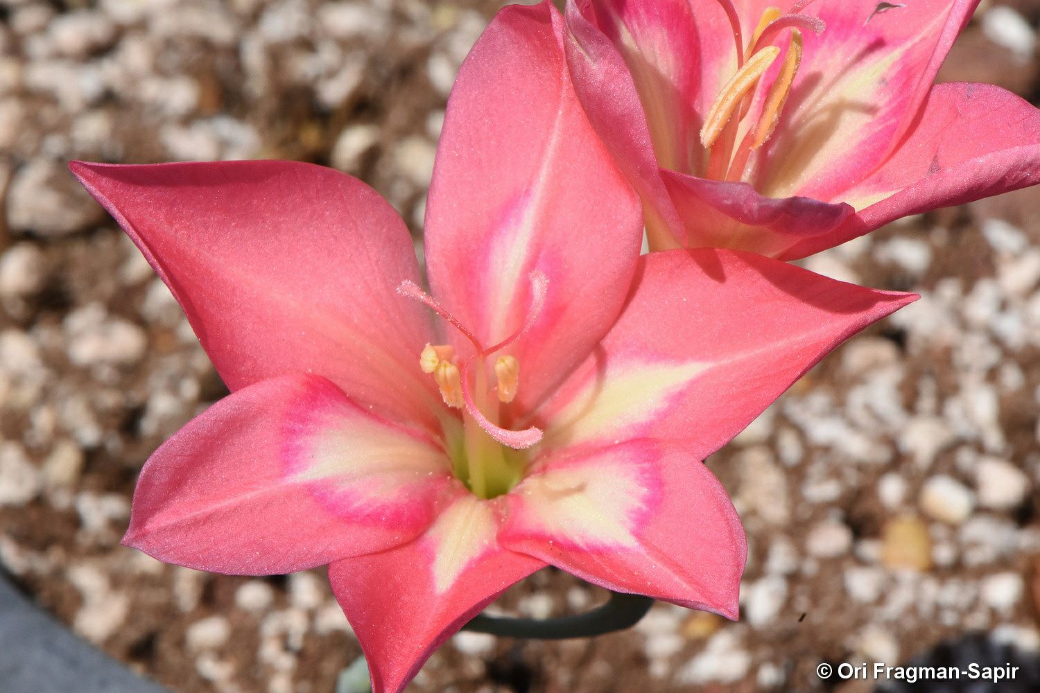 Gladiolus carmineus - Cape of Good Hope Gladiolus, סייפן ארגמני, סייפן ארגמני