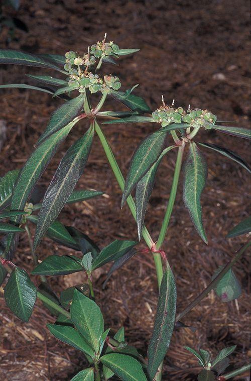 Euphorbia heterophylla - Mexican Fire Plant, Knee-joined Spurge, חלבלוב כפוף, חלבלוב מגוון