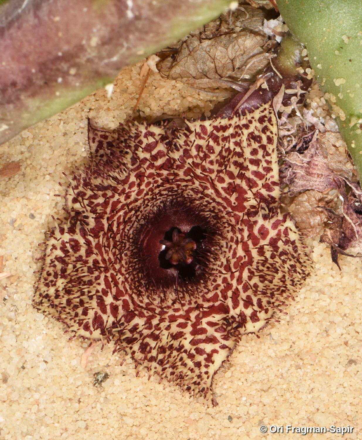 Huernia recondita - הוארניה חבויה