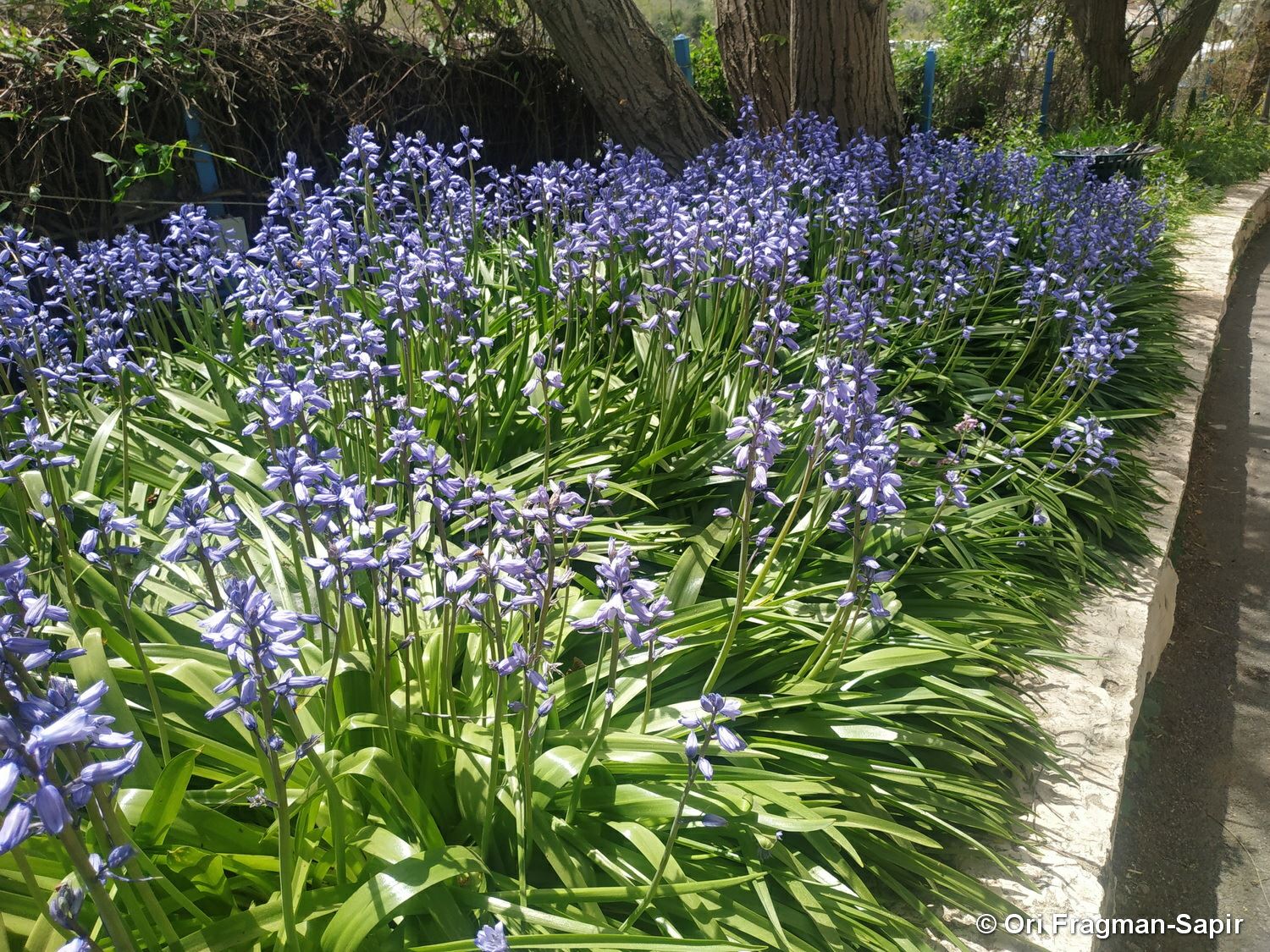 Hyacinthoides hispanica - Spanish Bluebell, Wood Hyacinth, בן-יקינתון ספרדי, בן-יקינתון ספרדי (בן-חצב פעמוני)