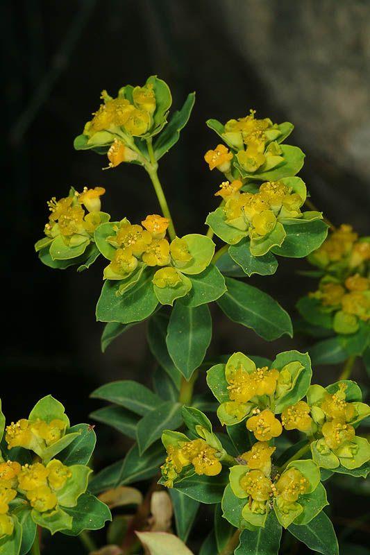Euphorbia hierosolymitana - Jerusalem Spurge, חלבלוב מגובשש, חלבלוב מגובשש