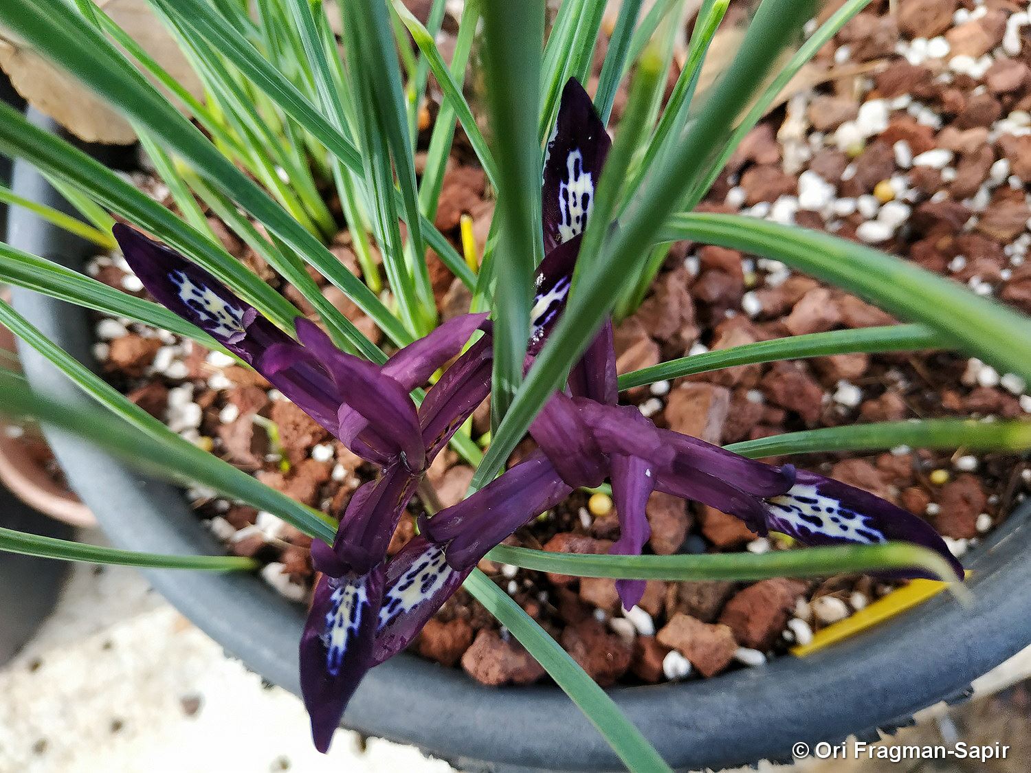Iris reticulata 'Pauline' - Netted Iris 'Pauline', Reticulated Iris 'Pauline', איריס מרושת 'פאולינה', איריס מרושת 'פאולינה'