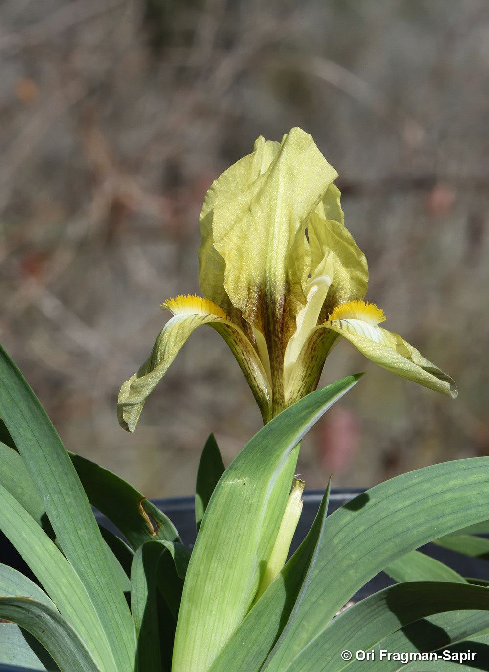 Iris suaveolens - Sweet-scented Iris, איריס ריחני, איריס ריחני