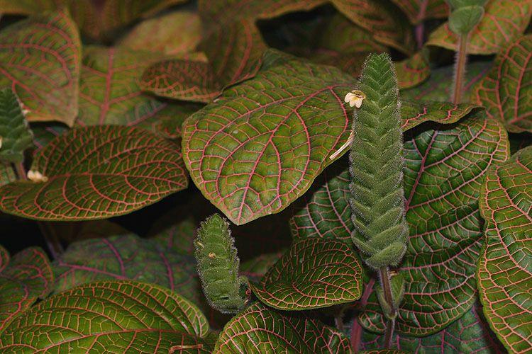 Fittonia albivenis var. argyroneura - Mosaic Plant, Nerve Plant, Painted Net Leaf, פיטוניה מגוונת זן גידי הכסף, פיטוניה מגוונת זן גידי הכסף