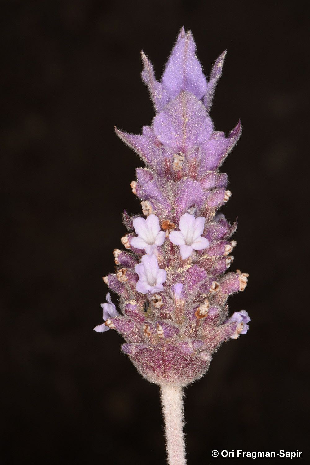 Lavandula dentata - French Lavender, אזוביון משונן, אזוביון  משונן