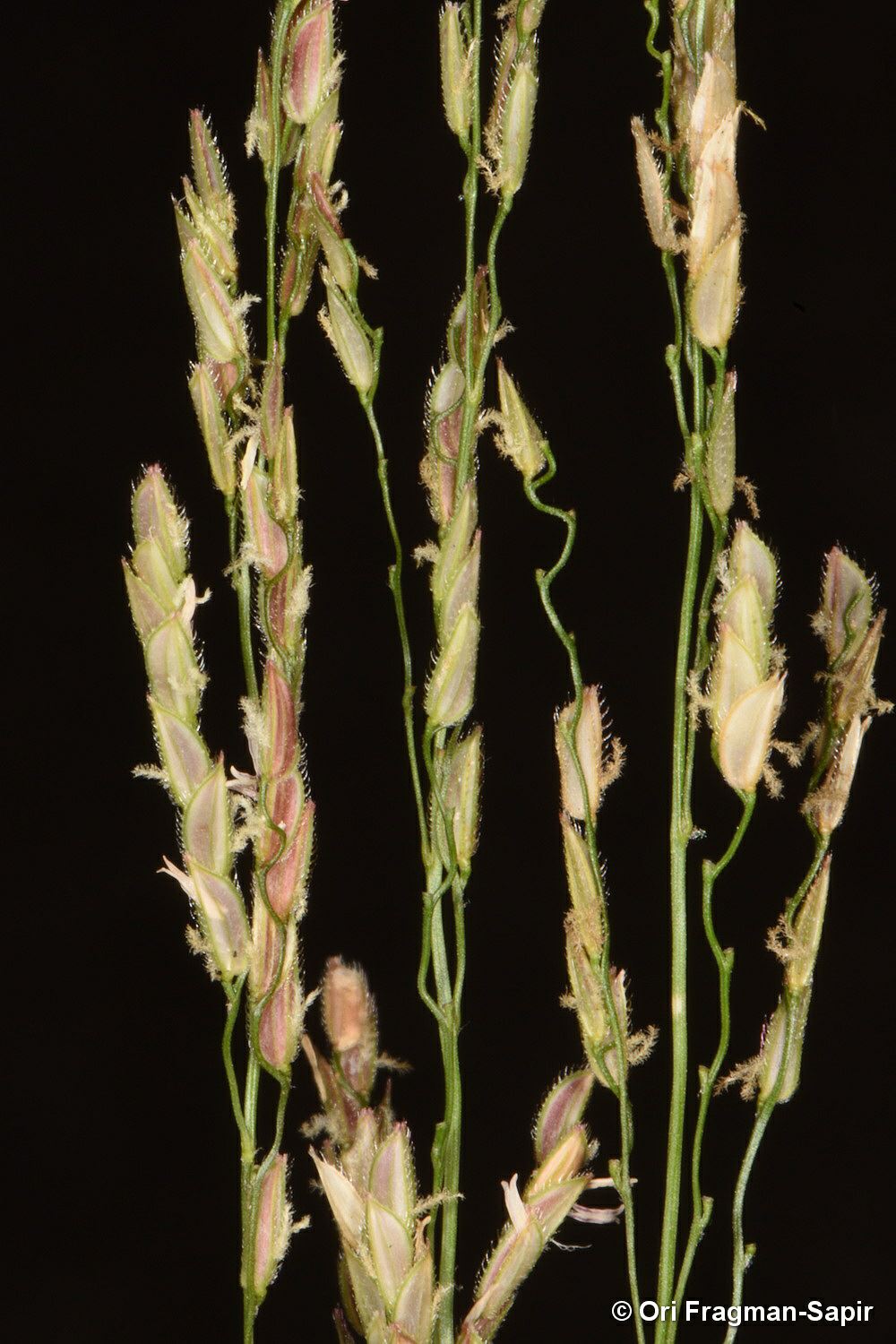 Leersia hexandra - Six-stamened Cut-grass, בת-אורז משושה
