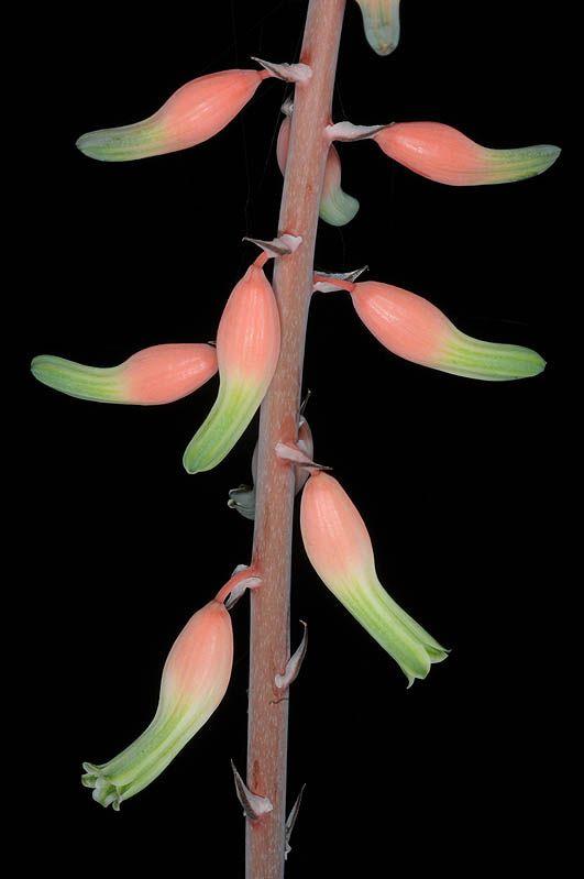Gasteria maculata - גסטריה מנוקדת, גסטריה מנוקדת