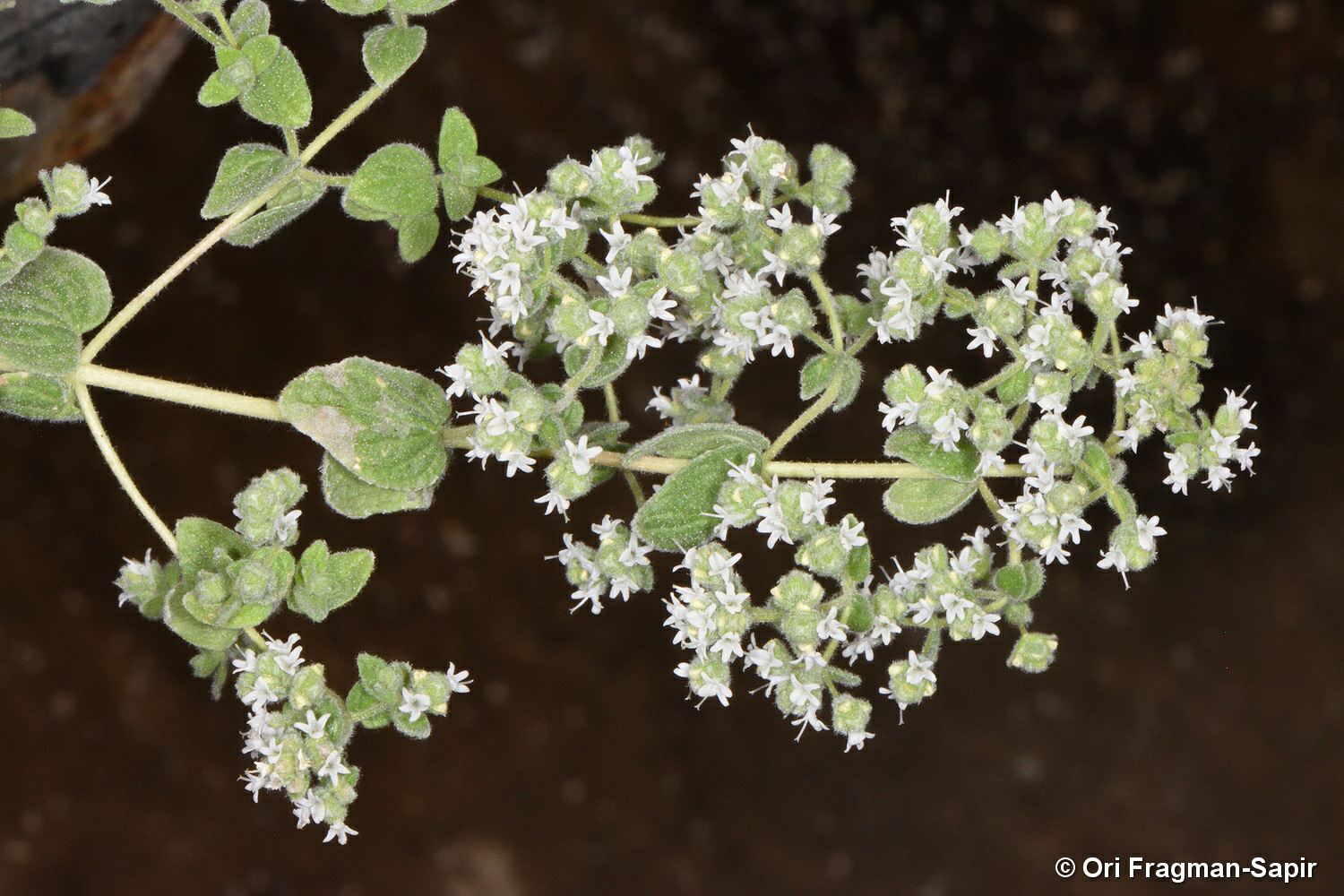 Origanum syriacum subsp. sinaicum