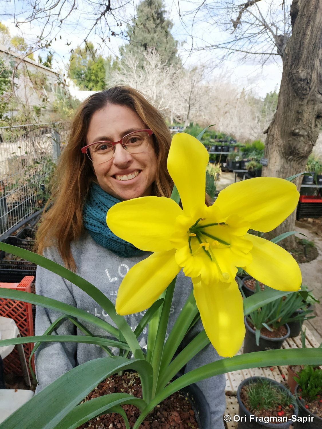 Paramongaia weberbaueri - Giant Peruvian Daffodil, פרמונגאיה כחולה