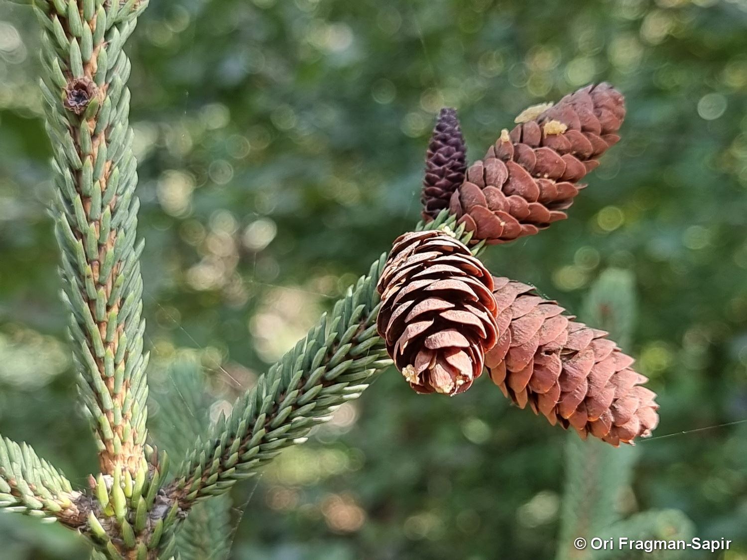 Picea abies - Norway Spruce, Common Spruce, אשוחית גבוהה, אשוחית גבוהה