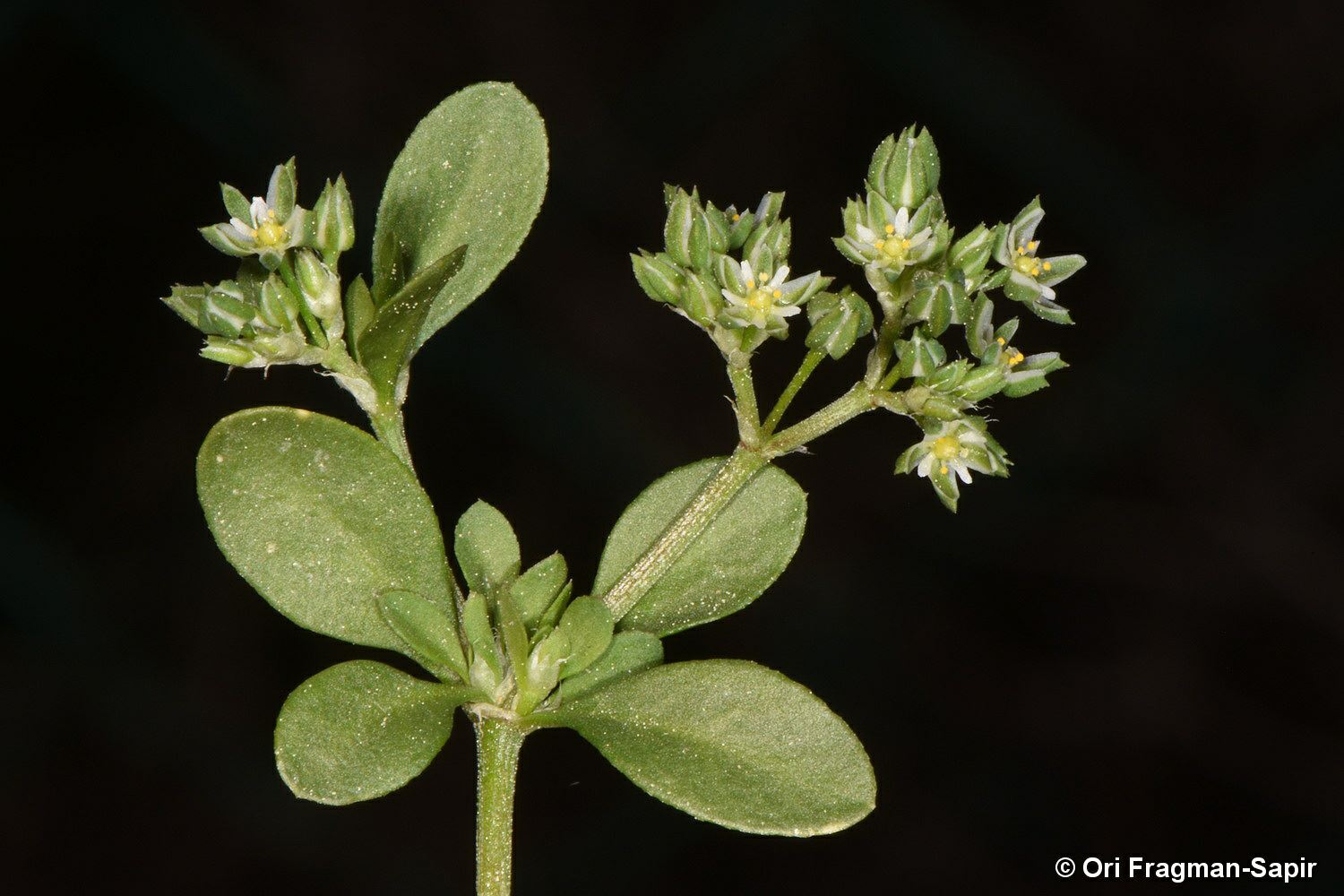 Polycarpon tetraphyllum - Four-leaved Manyseed, Four-leaved Allseed 
, רב-פרי מצוי