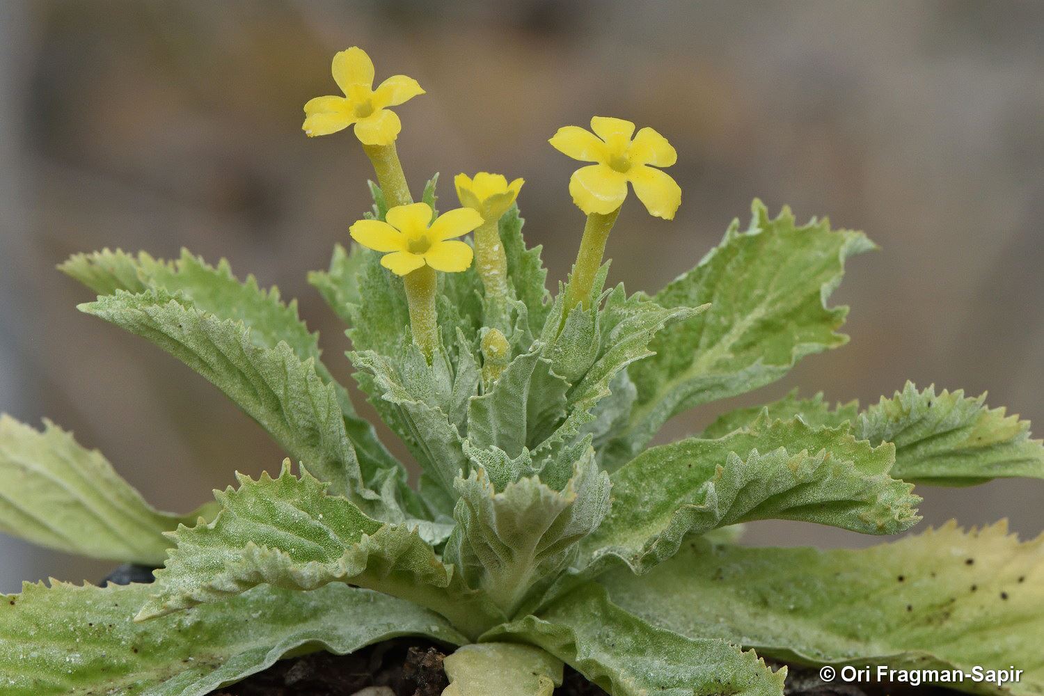 Primula boveana